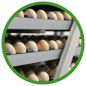 eggs top quality hatchcare reduced antibiotic use trillium hatchery southwestern ontario