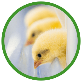 chicks access to feed and water immediately catchcare trillium hatchery